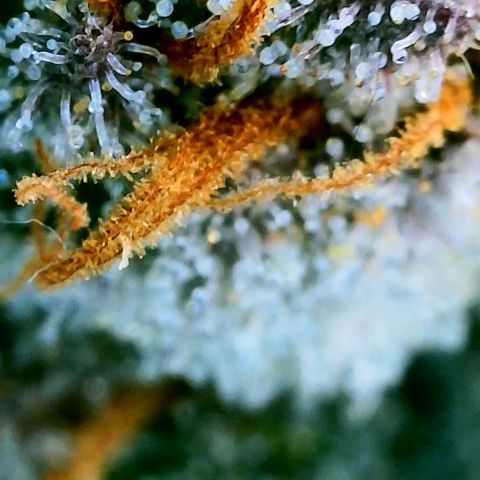 Udder Madness growlog timeline photo