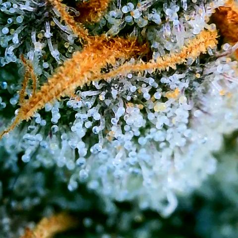 Udder Madness growlog timeline photo