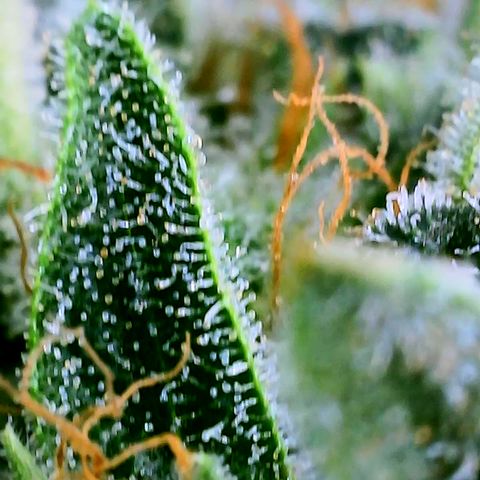 Orange Julius growlog timeline photo