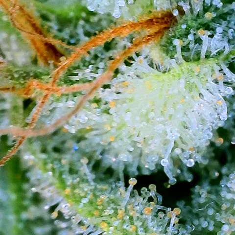 Orange Julius growlog timeline photo