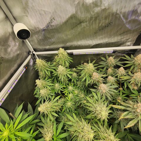 Orange Julius growlog timeline photo