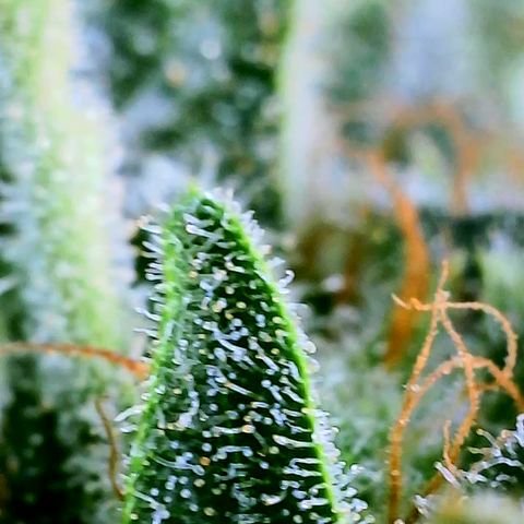 Orange Julius growlog timeline photo