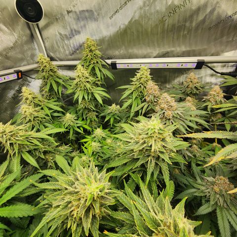 Orange Julius growlog timeline photo