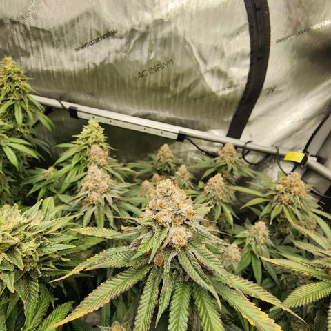 Udder Madness growlog timeline photo