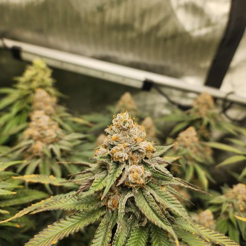 Udder Madness growlog timeline photo