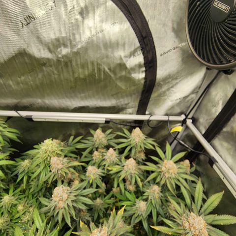 Udder Madness growlog timeline photo
