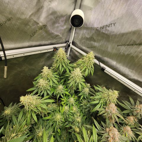 Orange Julius growlog timeline photo
