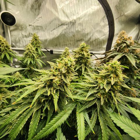 Orange Julius growlog timeline photo