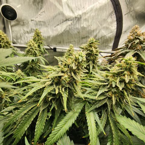Orange Julius growlog timeline photo