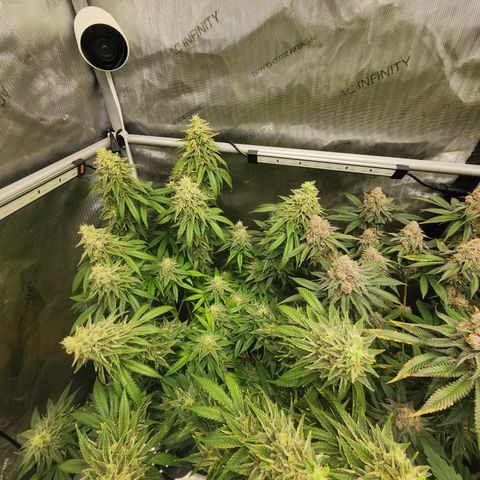 Orange Julius growlog timeline photo