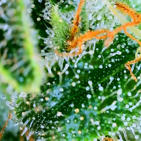 Orange Julius growlog timeline photo