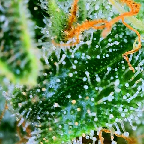 Orange Julius growlog timeline photo