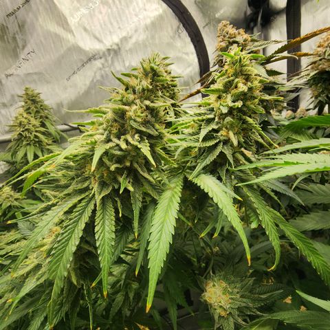 Orange Julius growlog timeline photo