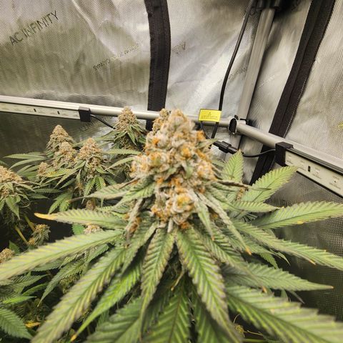 Udder Madness growlog timeline photo