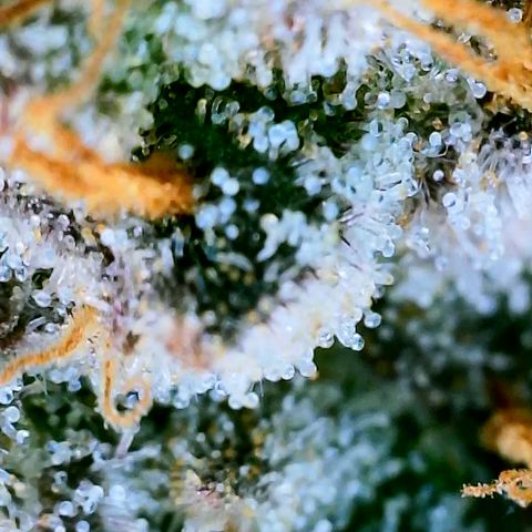 Udder Madness growlog timeline photo
