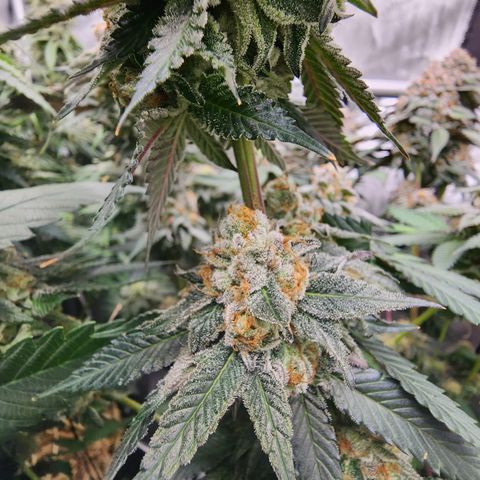 Udder Madness growlog timeline photo