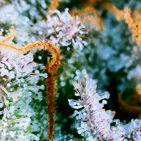 Udder Madness growlog timeline photo