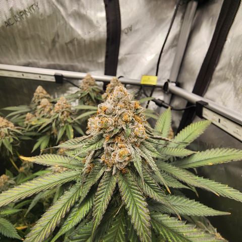 Udder Madness growlog timeline photo