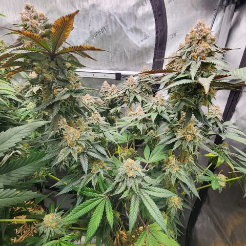 Udder Madness growlog timeline photo