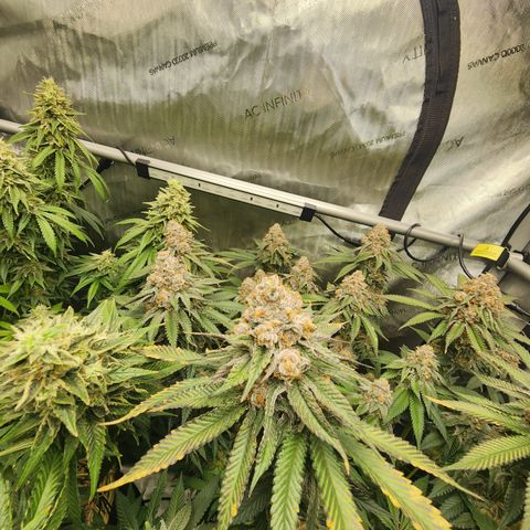 Udder Madness growlog timeline photo