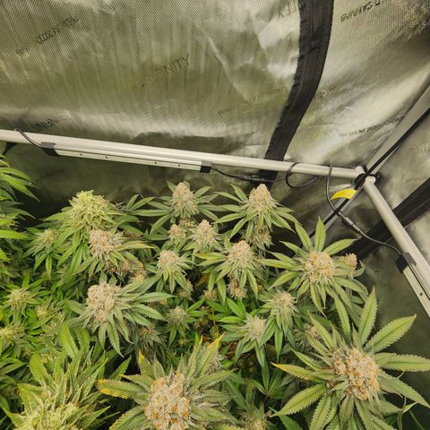 Udder Madness growlog timeline photo