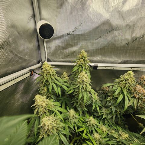 Orange Julius growlog timeline photo
