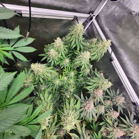 Orange Julius growlog timeline photo