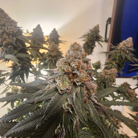 Udder Madness growlog timeline photo