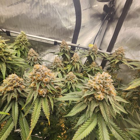 Udder Madness growlog timeline photo