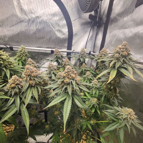 Udder Madness growlog timeline photo