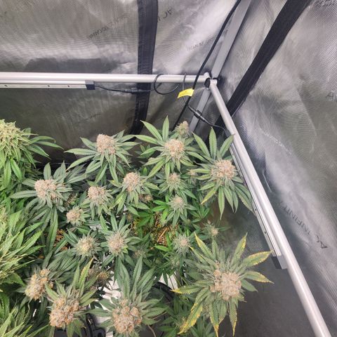 Udder Madness growlog timeline photo