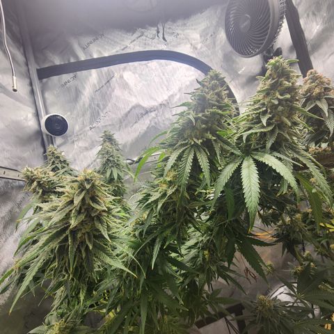 Orange Julius growlog timeline photo