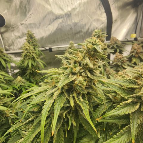 Orange Julius growlog timeline photo