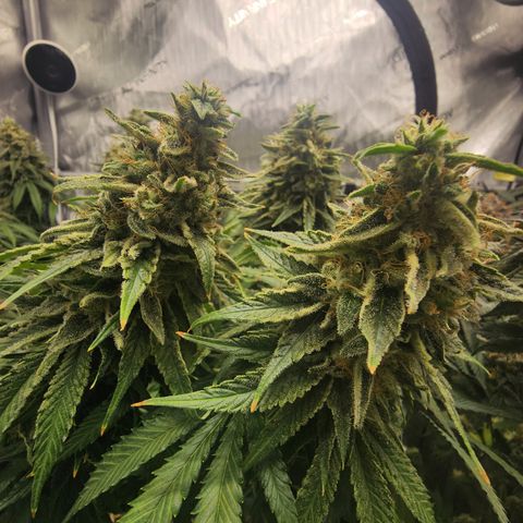 Orange Julius growlog timeline photo