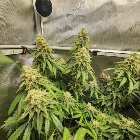 Orange Julius growlog timeline photo
