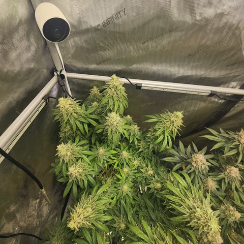 Orange Julius growlog timeline photo