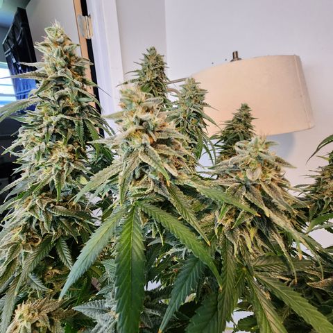 Orange Julius growlog timeline photo