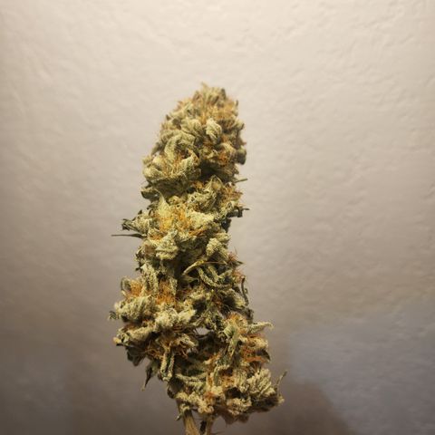 Udder Madness growlog timeline photo