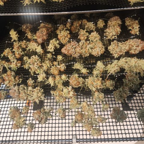 Udder Madness growlog timeline photo