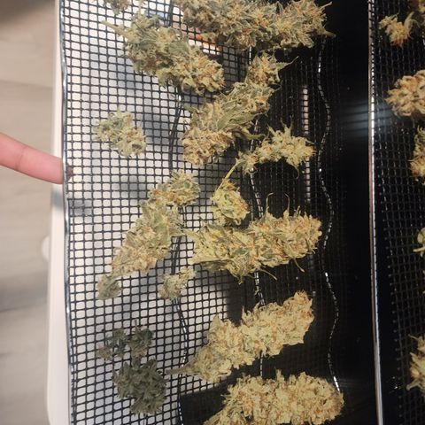 Orange Julius growlog timeline photo