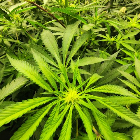 Udder Madness growlog timeline photo