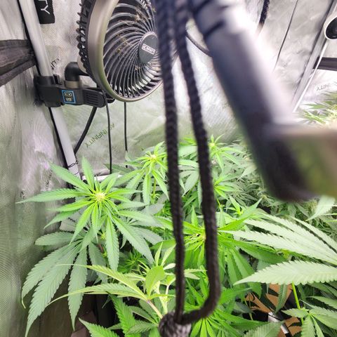 Udder Madness growlog timeline photo