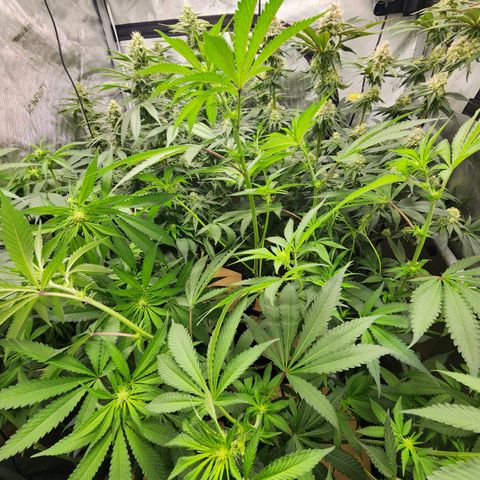 Udder Madness growlog timeline photo