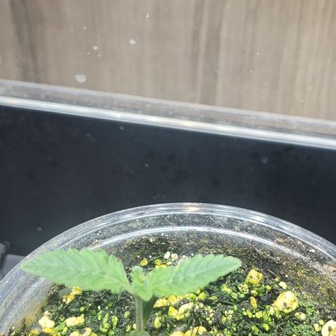 CopyCat Genetics: Peachy Queen S1 growlog timeline photo