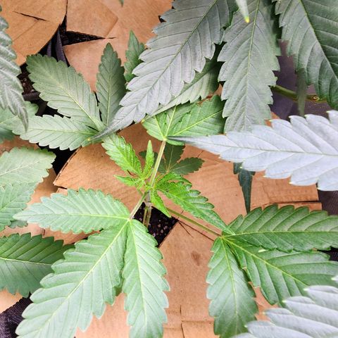 Copycat Genetics: Blueberry Pancakes growlog timeline photo