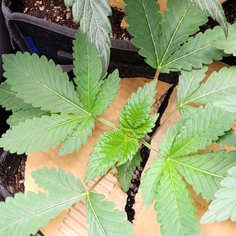 CopyCat Genetics: Peachy Queen S1 growlog timeline photo