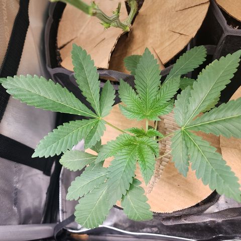 CopyCat Genetics: Peachy Queen S1 growlog timeline photo