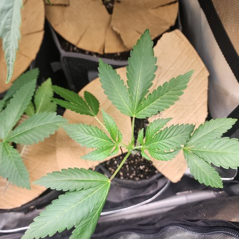 Copycat Genetics: Blueberry Pancakes growlog timeline photo