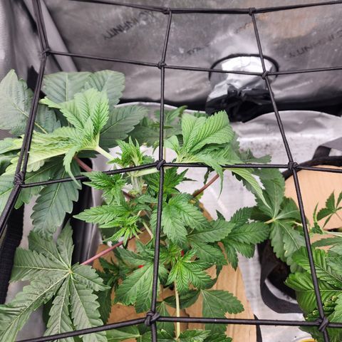 Copycat Genetics: Blueberry Pancakes growlog timeline photo