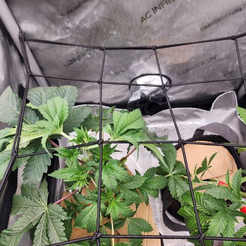 CopyCat Genetics: Peachy Queen S1 growlog timeline photo